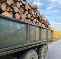 Tăieri ilicite a 357 de arbori depistate în fondul forestier din raionul Leova. Prejudiciul depășește 375 000 de lei