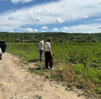 Inspectorii de mediu din Călărași continuă acțiunile de combatere a ambroziei
