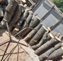 Operațiune de Succes în Lupta împotriva Tăierilor Ilegale de Arbori: Inspectorii de Mediu din Telenești Recuperă Lemnul Furat din Pădurea Inești