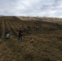 CREAREA PLANTAȚIEI FORESTIERE ÎN S. CÎRNĂȚENI