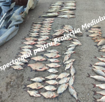 Braconaj piscicol depistat în flagrant la lacul Costești–Stânca: prejudiciu de peste 267 000 lei