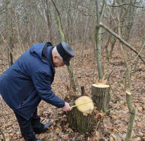 Tăieri ilicite descoperite în raionul Edineț: Nouă arbori doborâți ilegal într-o fâșie forestieră