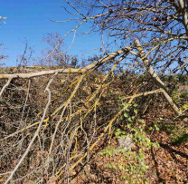 Razii ale inspectorilor de mediu din Briceni pentru protecția fondului forestier