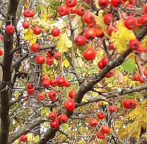 Inspectorii de mediu din Dondușeni combat tăierile ilegale de arbori și arderea resturilor vegetale