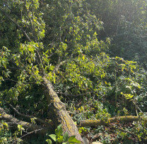 Tăiere ilegală de arbori depistată de inspectorii de mediu din Soroca