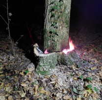 Individ din satul Tabăra, raionul Orhei, amendat și sancționat pentru tăiere ilegală de arbori în Ocolul Silvic Bravicia