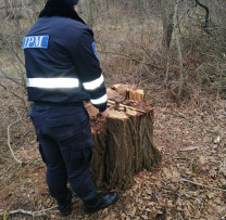 Dezastrele ecologice continuă: Tăieri ilegale masive în Căușeni
