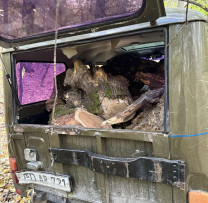 Răufăcători prinși în flagrant pentru tăieri ilegale de arbori în raionul Ialoveni