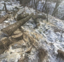 Tăieri ilegale depistate în fondul forestier din Lozova, raionul Strășeni