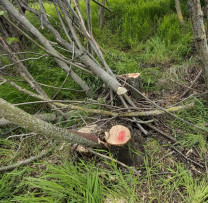 Defrișări ilegale depistate la Cimișlia: 12 arbori tăiați dintr-o fâșie de protecție