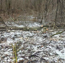 TĂIERI ILICITE DEPISTATE ÎN ZONA DE FRONTIERĂ