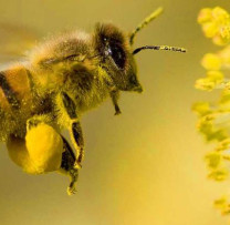 Protecția Insectelor Polenizatoare: Să Ne Unim Împreună Pentru Bunăstarea Noastră