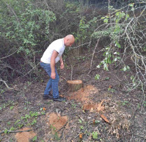 tăierea ilegale a 169 de arbori în apropierea râului Nistru