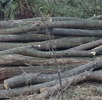 Inspectorii de mediu și Întreprinderea de Stat pentru Silvicultură Călărași acționează împotriva încălcărilor în conservarea pădurilor