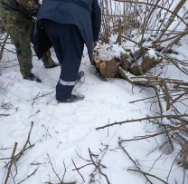Tăiere ilegală de arbori la Cosăuți: intervenție promptă a inspectorilor de mediu și Poliției de Frontieră