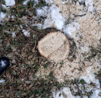 Tăiere ilegală de arbori depistată în localitatea Cușmirca