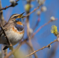 Păsările – simbol al echilibrului natural, celebrate de Ziua Mondială a Păsărilor