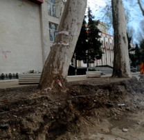 Controale suplimentare în Centrul istoric al Chișinăului pentru evaluarea prejudiciilor aduse arborilor în urma lucrărilor de reparație