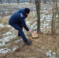 Tăiere Ilegală de Arbori Depistată în Raionul Rîșcani