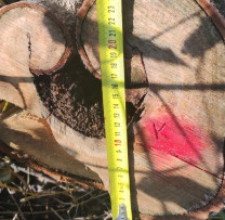 Inspectorii de Mediu din Dondușeni Dezvăluie  Tăieri Ilegale de Arbori în Zonă