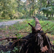Șase Arbori Doborâți de Vânt în Parcul Central din Glodeni