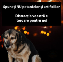 Focurile de artificii: frumusețe aparentă cu impact negativ asupra mediului și animalelor