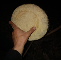 Inspectorii de mediu din Leova acționează împotriva tăierilor ilegale în fondul forestier