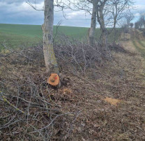 Tăieri ilegale de arbori descoperite de inspectorii de mediu din Dondușeni
