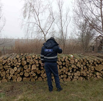 Inspectorii de Mediu din Fălești Depistează 105  Arbori Tăiați Ilegal și Inițiază Proces Contravențional