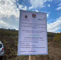 Eforturi Concertate pentru Extinderea Spațiilor Verzi în Peticeni: Pădurea de Salcâm Crește în Inima Comunității