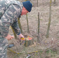 Război împotriva tăierilor ilegale în Dondușeni: Peste 200 de arbori doborâți ilegal, sancțiuni aplicate