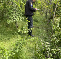 Tăieri ilegale de arbori la Izvoare: doi făptași amendați, lemnul ridicat