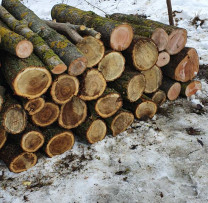 Operațiune de Combatere a Braconajului și Tăierilor Ilicite în Vălcineț, Călărași: Cetățean Prins în Flagrant