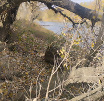 Inspectorii de Mediu din Ștefan Vodă Descoperă Tăierea Ilegală a Arborilor din Zona de Protecție a Râului Nistru