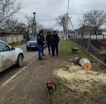 Scandalul Tăierii Ilicite de Nuci în Duruitoatea Nouă: Autorii Suprinși în Flagrant