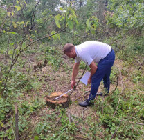 Tăieri ilicite de arbori depistate la Rîșcani: prejudicii de zeci de mii de lei