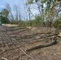 Tăieri ilegale descoperite într-o fâșie forestieră de protecție a câmpurilor agricole din Leova