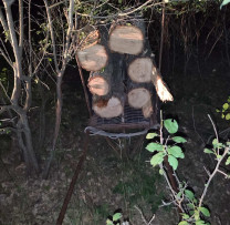 TĂIERI ILICITE ÎN SELECȚIA DIN EXTRAVILANUL SATULUI  SINGURENI