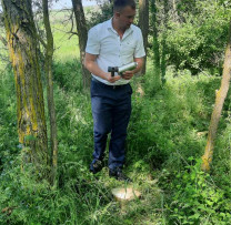 Inspectorii de mediu dezvăluie cazul de tăiere ilicită a 14 arbori de salcâm într-un trup de pădure administrat de administrația publică locală Gălăşeni