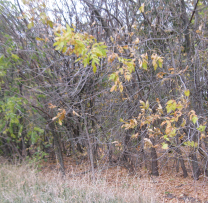 Tăiere ilegală de arbori în extravilanul localității Bădiceni: Un act împotriva naturii