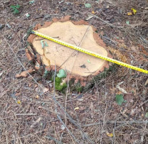 Tăieri ilegale descoperite în fondul forestier din Arionești: Peste 14 metri cubi de lemn tăiați de persoane necunoscute