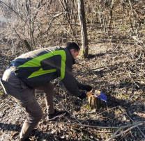 Ilegalități ecologice la Chișinău: 333 de arbori defrișați ilegal în fâșia forestieră