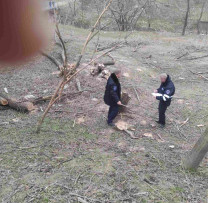 Tăieri ilegale de arbori depistate în Văsieni, Telenești