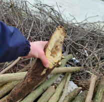Inspectorii de mediu din Rîșcani dezvăluie și sancționează tăierile ilegale de arbori în localitățile Malinovscoe, Sturzeni și Alexăndresti