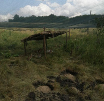 Aduși din Ungaria, 400 de pui de fazani au fost eliberați în raionul Soroca pentru a completa resursele cinegetice