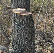 Inspectorii de Mediu din Cahul Depistează Tăieri Ilicite  de Arbori în Localitatea Lopățica