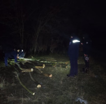 CAZ DE TĂIERE ILICITĂ ÎN FÂȘIA FORESTIERĂ GESTIONATĂ DE PRIMĂRIA MIHĂILENI
