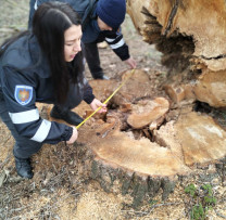 Descoperirea unei tăieri ilegale de arbori în Clocușna: Inspectorii de mediu  din Ocnița acționează ferm împotriva infractorilor mediului