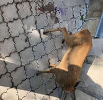 Căpriorul sălbatic rănit găsit în orașul Orhei - Autoritățile se implică în salvarea animalului