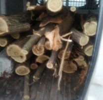 Raziile Antebraconaj din Soroca: împotriva Tăierilor Ilicite și Încălcărilor Ecologice